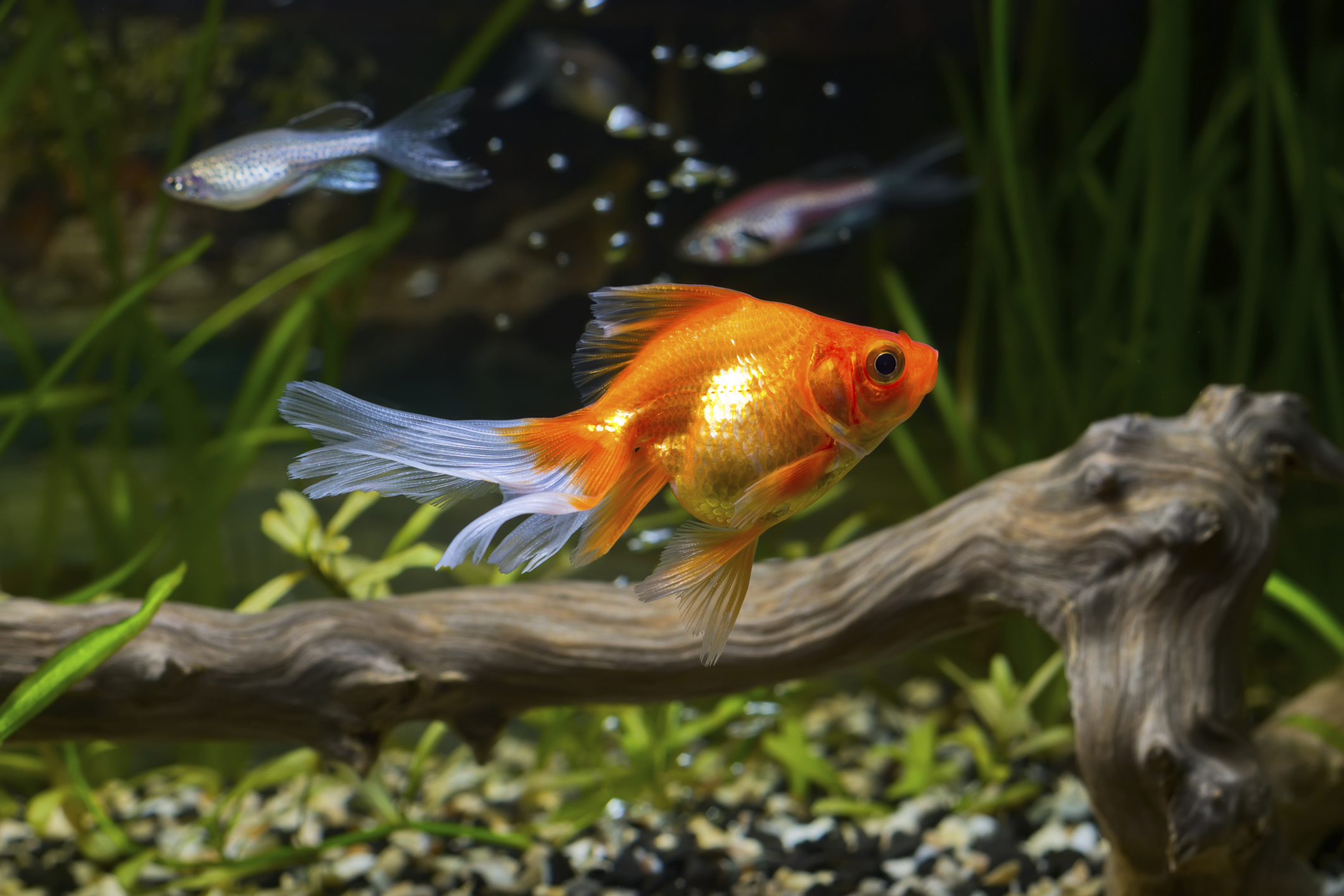 How to Care for Your Goldfish Daily Household