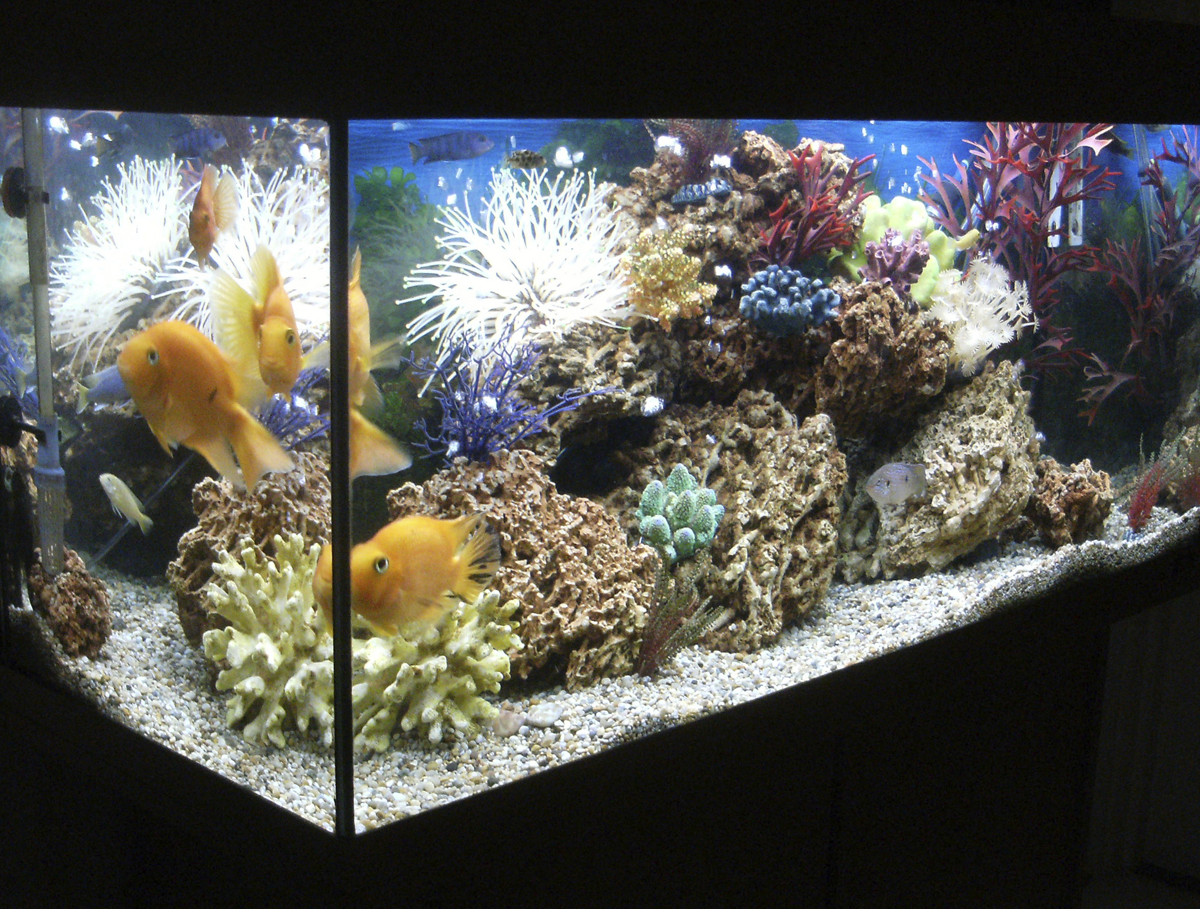 How to Maintain a Fish Aquarium Daily Household