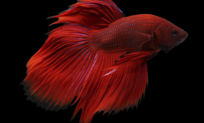 Betta Fish 101 - Daily Household