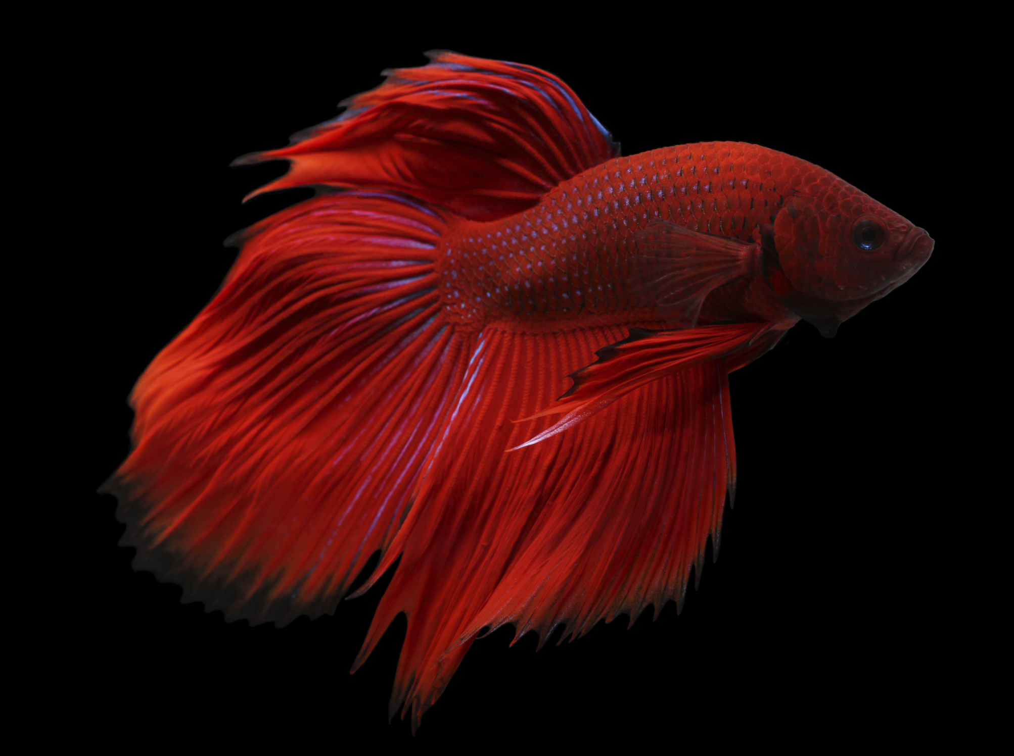 Betta Fish Types Betta Splendens Betta Fish Betta Fis - vrogue.co