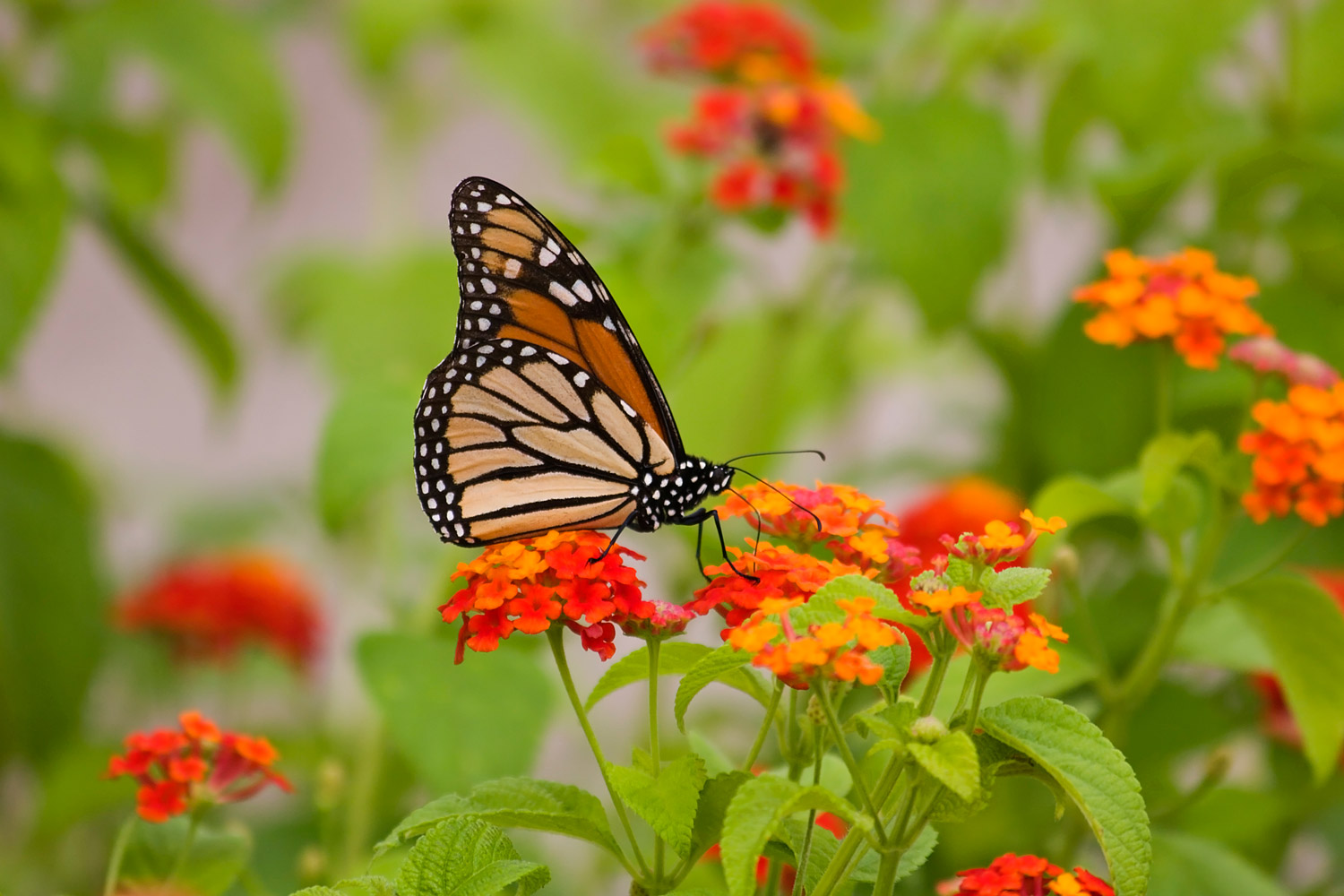 grow-a-butterfly-garden-daily-household