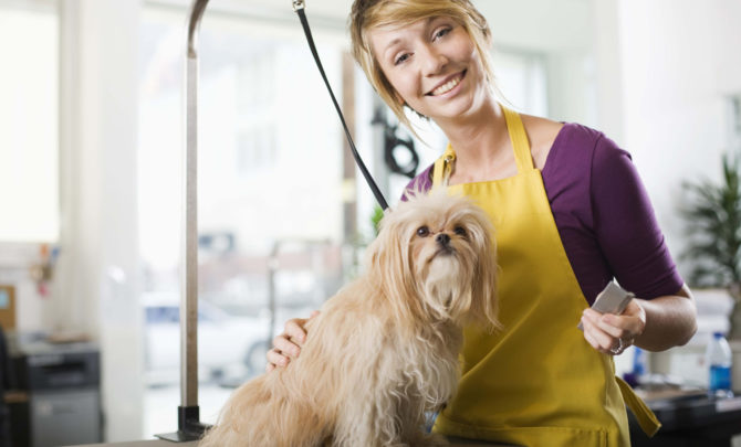 How To Find A Pet Groomer Daily Household