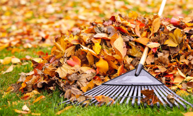 6 Great Fall Tips For Gardeners