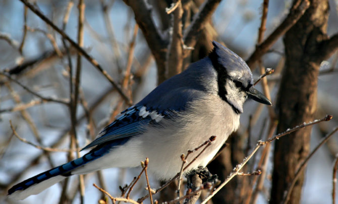 Bird-feeding in the Wintertime