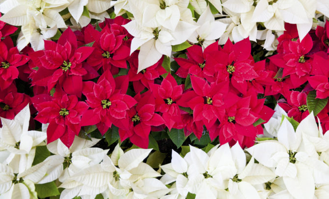 How To Make Your Poinsettias Last